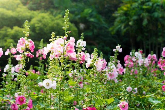 农村不待见的花，院子里种1棵，随便养养就成花镜担当