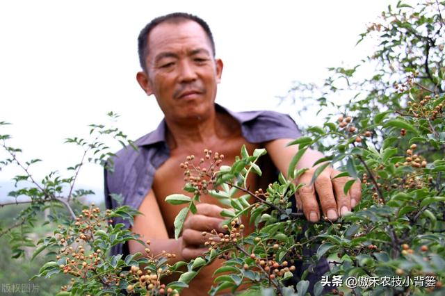 如何才能种植好花椒树？一篇文章详细告诉你