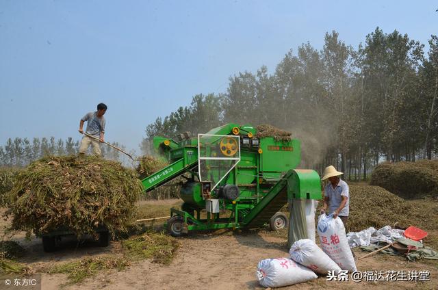 夏直播花生俗称麦茬花生，优质高产四点措施值得看！