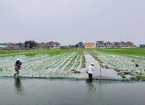 养殖小龙虾最全面、最真实、最客观分析，想学的速来看