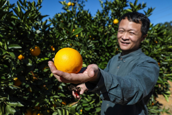 褚氏“云冠橙”登陆年货节，拼多多助推“数字水果”新消费