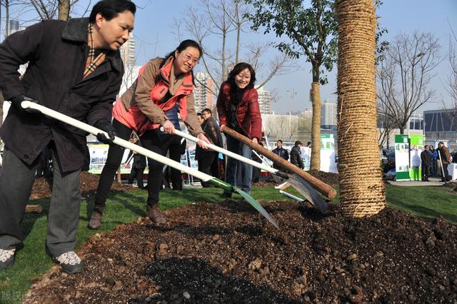 “桂花门前栽，贵人立门内”，桂花树这4个地方不宜栽，看完懂了