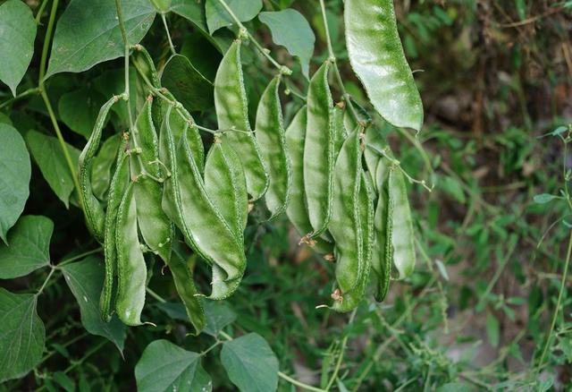 扁豆怎么种才能高产？扁豆种植的时间安排是什么？