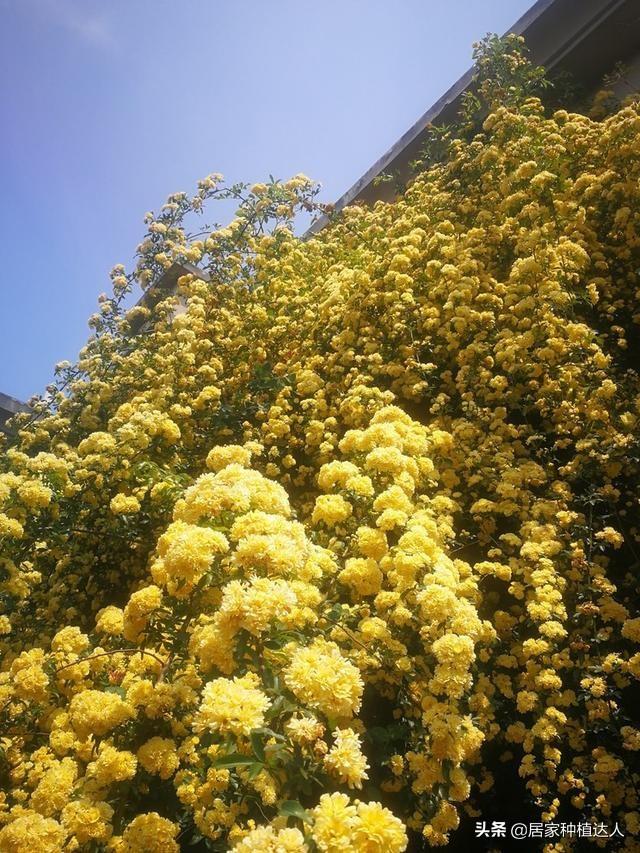 院子再小，也要养株黄木香，慢慢开出一面花墙，亲戚朋友都说美