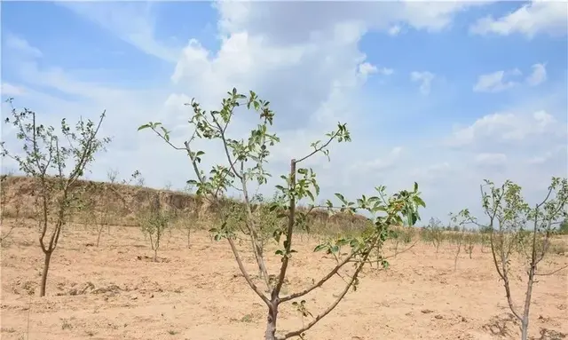 栽下海红果，拓宽致富路