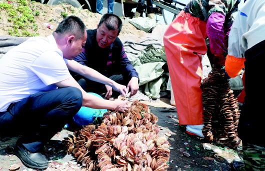 内销火爆，缘何难走出国门？项目用地、用海难题成优质牡蛎种苗出口“拦路虎”