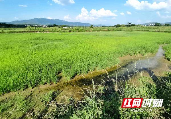 “湘”村振兴新图景丨 稻虾种养新模式 助农增收新路径