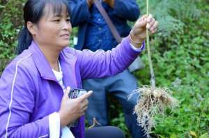 黄金如何种植技术(黄精栽培技术)