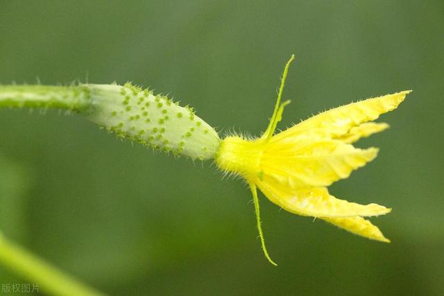 7月份北方蔬菜种植要点!