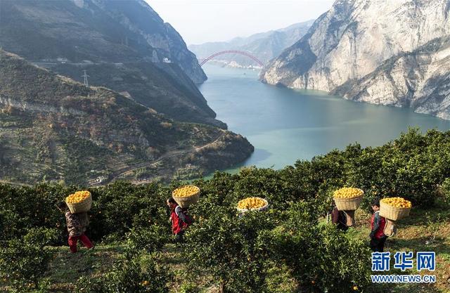 湖北秭归：又到脐橙丰收时