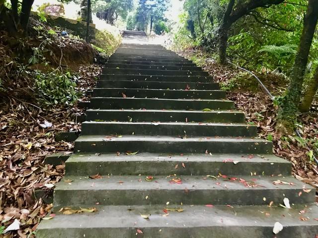 大山奇异之物——冰激凌萝卜，你没见过的传奇，都在这