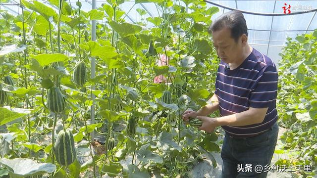 羊角蜜怎么施肥甜度高？羊角蜜甜瓜种植方法和时间，详细讲解在这