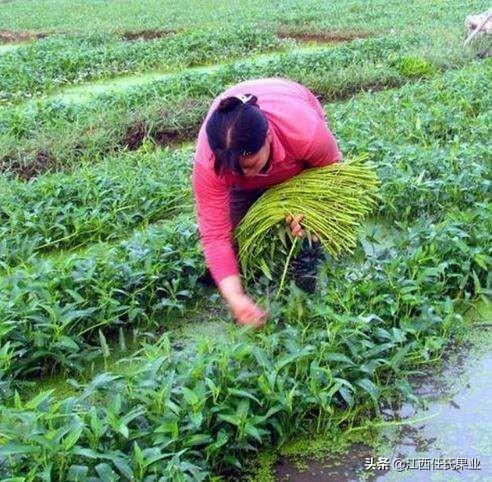 水蕹菜栽培前景如何？