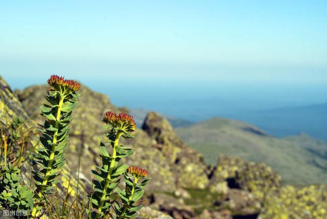 高山红景天高产栽培技术，种植过程中这些细节不能少