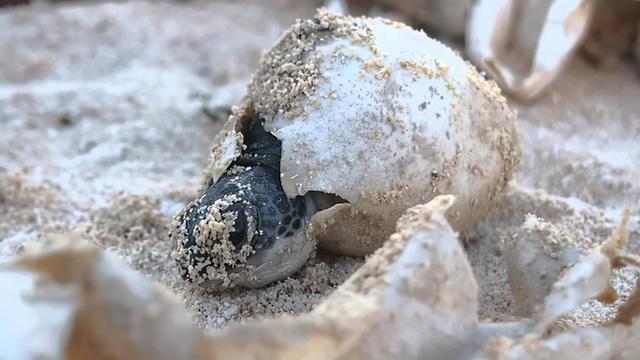 浙江大爷养殖乌鳖，通过稻鳖共养走向致富，年销售额五千万元