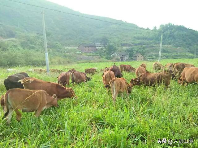 养牛是否有利可图？宰杀一头500斤左右的牛能获得多少利润呢