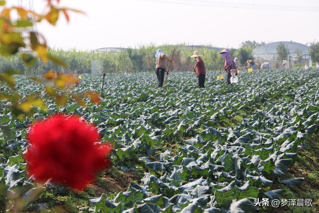 湖北云梦：菜园种成了“花园”