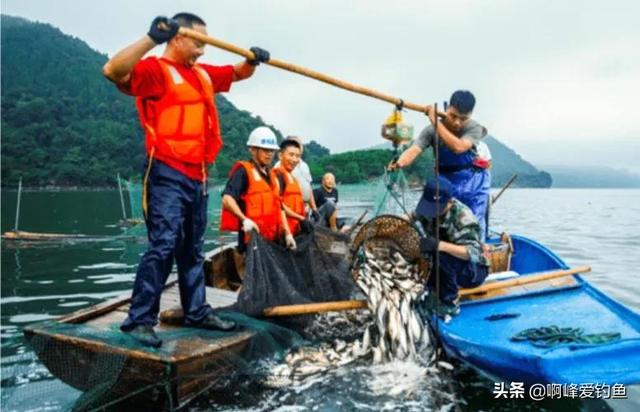 不是珍稀鱼种，但它却是首位严禁垂钓的鱼，鲢鳙的地位这么高？