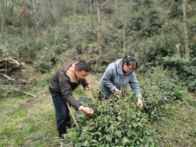 牛羊为伴 大山里闯出致富路