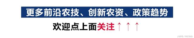 土党参优质栽培技术及经济效益分析