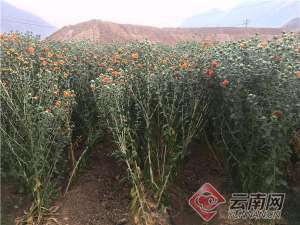 红花种植视频(栽培轻简化 红花变“金花”)