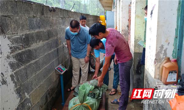 江永：养蛇户自愿退出人工繁育养殖市场