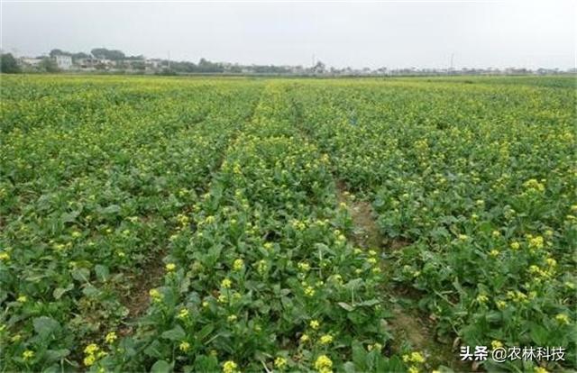 菜心主要栽培技术，种植方法教给大家，想要学习的别错过哟