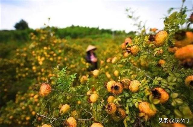 刺梨标准化种植及丰产管理技术，能提高刺梨产量和质量