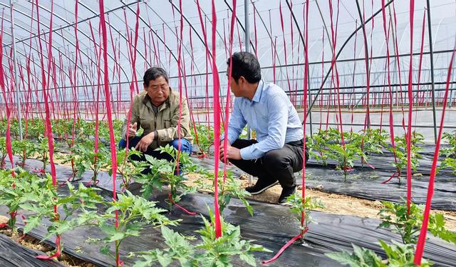 7天建造1座温室零下35℃蔬菜照样长，小哥管理仅靠1部手机，啥样