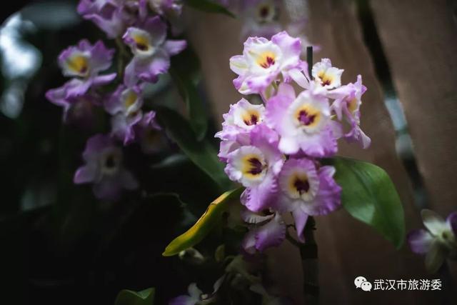 你见过巧克力味的兰花吗？去武汉植物园热带兰花展上闻一闻！