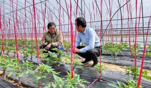 大棚白菜怎么种植(7天建造1座温室零下35℃蔬菜照样长，小哥管理仅靠1部手机，啥样)