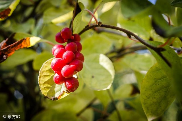 护肝助眠神果，种植第二年挂果，叶、皮都是宝，每亩收入过万元！