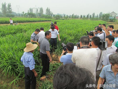 大姜年年优质又高产，种姜达人成功经验无私分享！