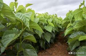 如何种植桑葚(桑葚好吃；桑树难种，一起来学学管理方法吧，从此桑树不再难种)