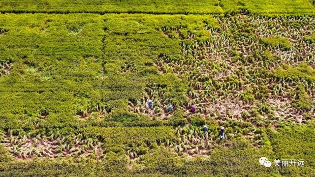 稻香飘田野 ~开远南方旱地水稻丰收！