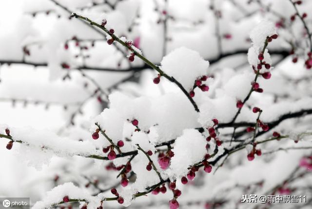 梅花香自苦寒来：盆栽养梅花，做好这几点，春天开花更美艳