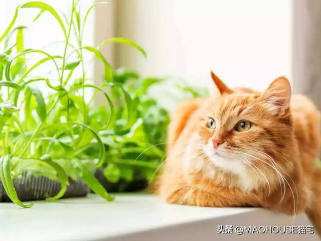 会让猫产生正面反馈的植物