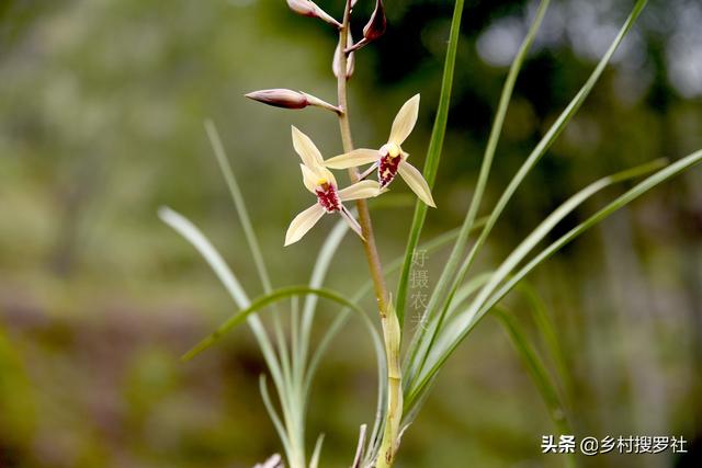 蕙兰难发苗？这3个诀窍告诉你，新手养蕙兰当年成壮苗