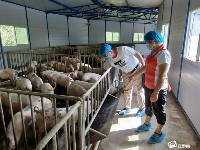 黔货出山·风行天下｜培育龙头抓实项目  促进生猪稳产保供