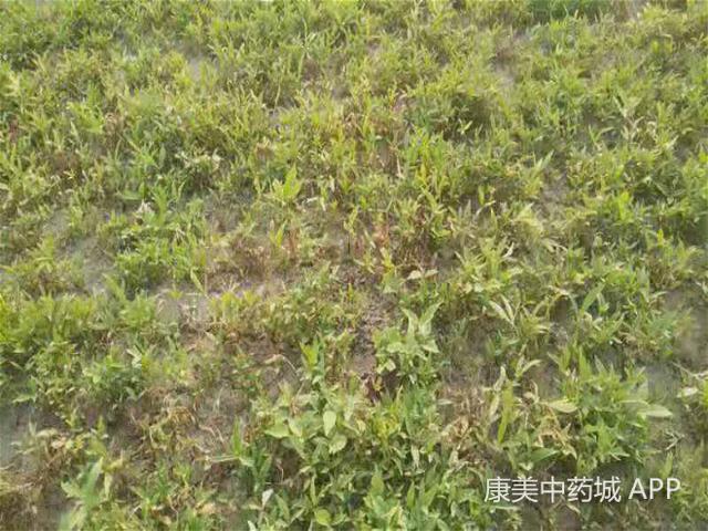 河北安国：旱半夏产新，种植户忙采收