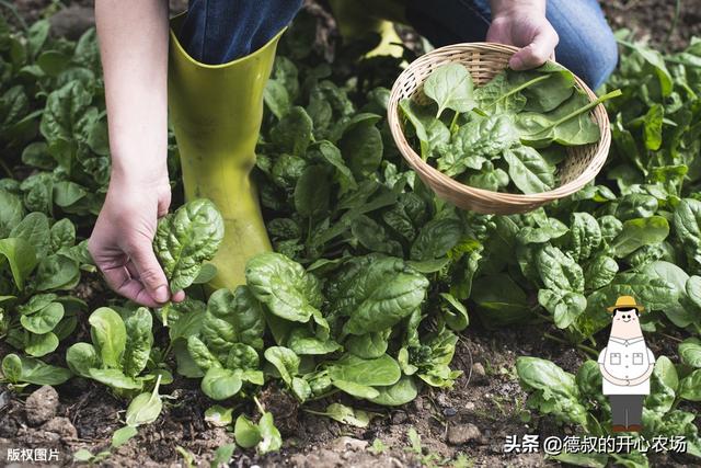 控制好这三点，自己也能种出高营养高价值的菠菜