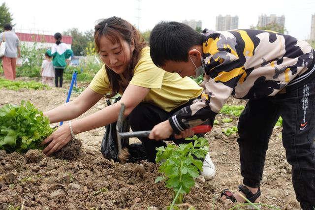 从播种收获到做成菜肴，广州花都这所学校打造班级“种植园地”