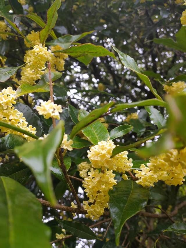 你可能没听说过的这种桂花，寿命长达1000年，需要10年才能开花