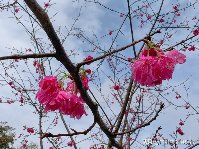 广州：樱花绽放来报春！ “好运”“旺地”陆续来