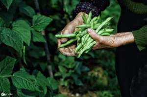 种植豆角用什么肥料(豆角种植，这样施肥，高产也不难)