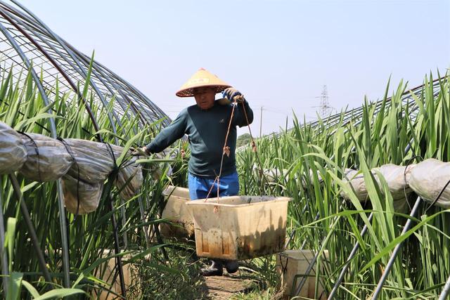 一天采收4万斤，来自溧阳埭头的露天茭白成了“致富菜”