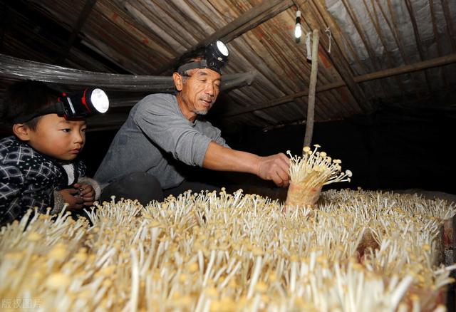 金针菇怎样种植？做好这5方面的工作，种出优质高产量