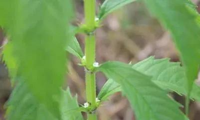 一年蓬，别名治疟草、千层塔