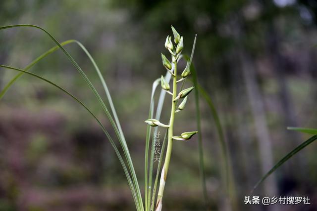 蕙兰难发苗？这3个诀窍告诉你，新手养蕙兰当年成壮苗