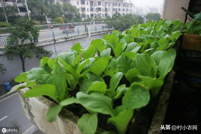 教你亲自打造1盆栽蔬菜，不仅不用买菜，又可点缀庭院阳台